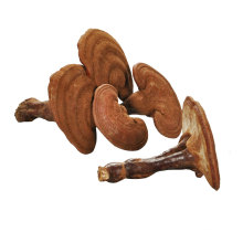 China Wholesale Factory Supply ISO Certified ganoderma lucidum price